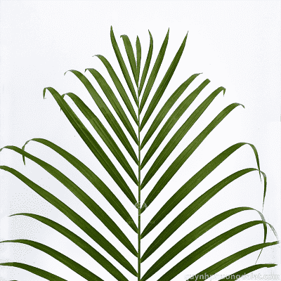 Areca leaves