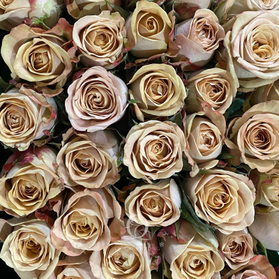 Flower Image