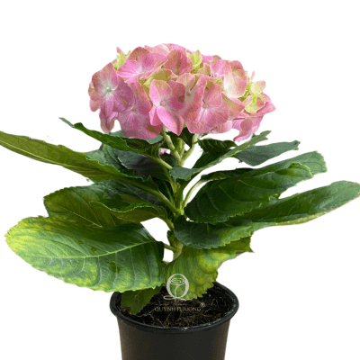 Potted Hydrangea