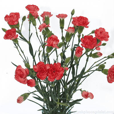 Spray Carnation