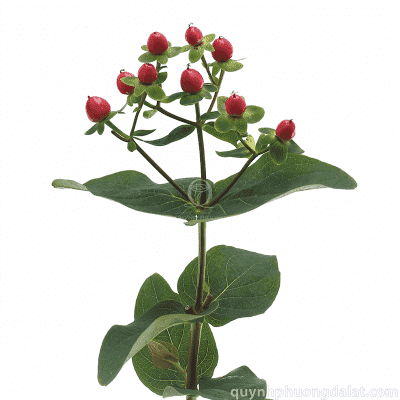 Hypericum