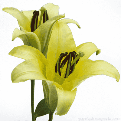 Flower Image