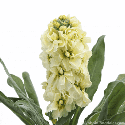 Flower Image
