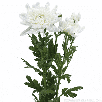 Spray Chrys. Makoto