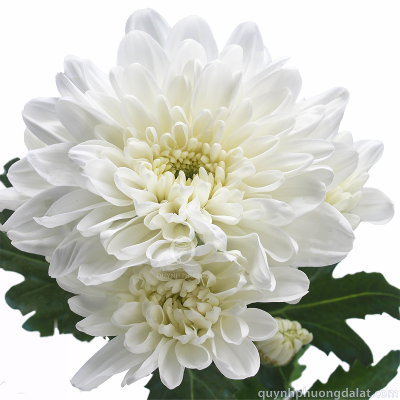 Flower Image