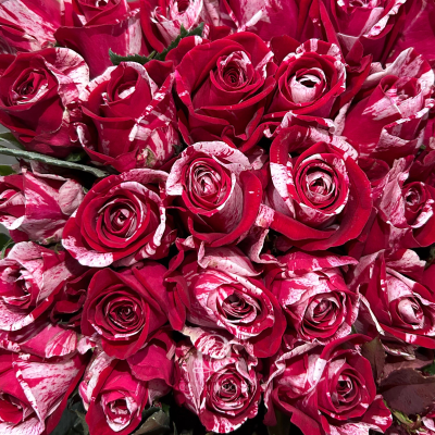 Flower Image