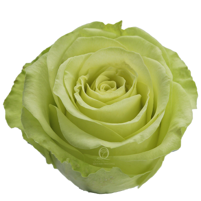 Flower Image
