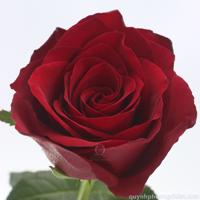 Flower Image