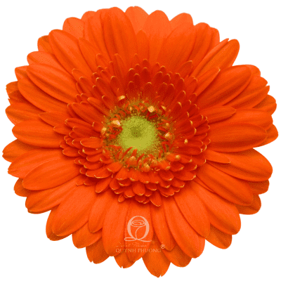 Flower Image