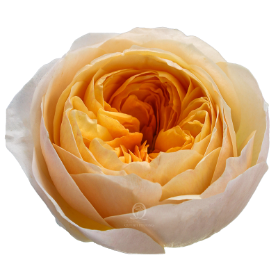 Flower Image
