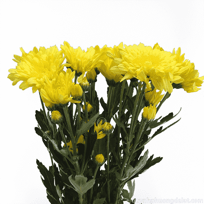 Spray Chrysanthemum