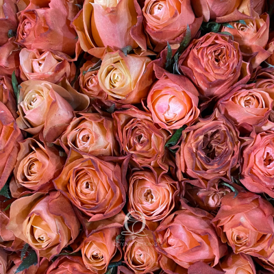 Flower Image