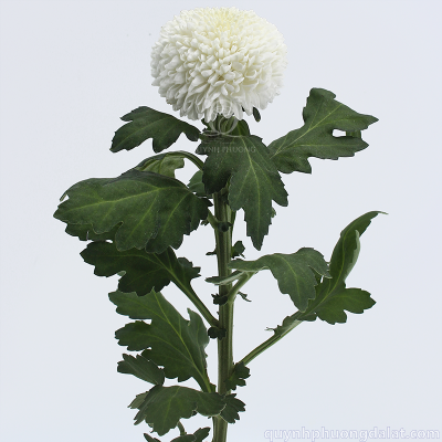 Flower Image