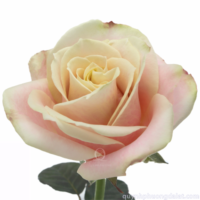 Flower Image
