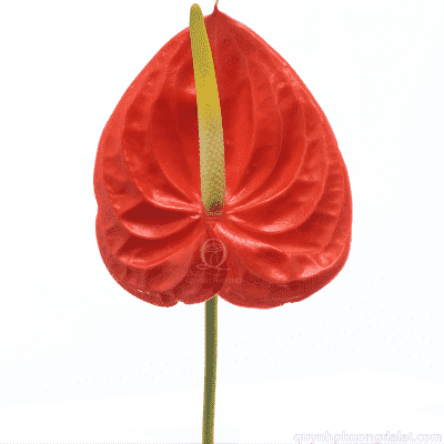Red Anthurium