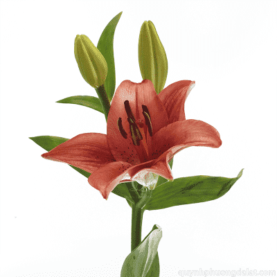 Orange Lily