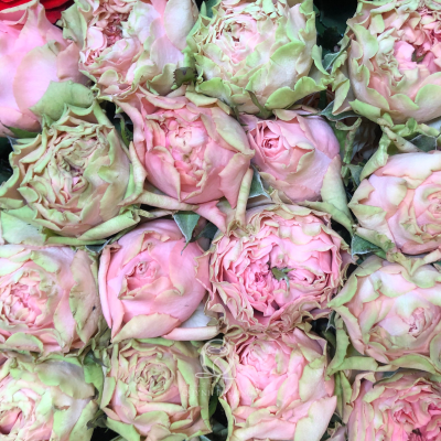 Flower Image