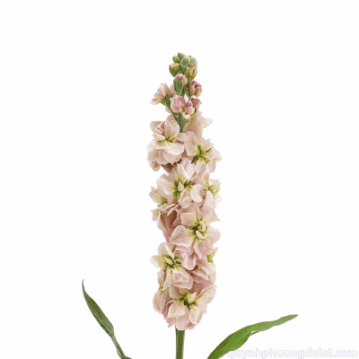 Matthiola