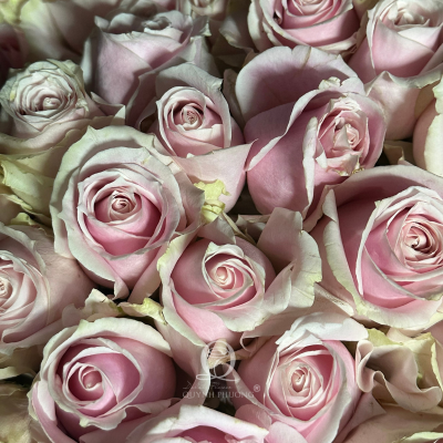 Flower Image