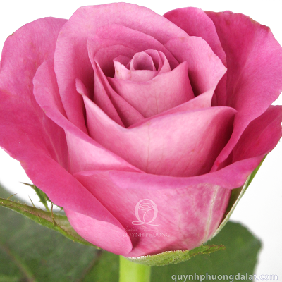 Flower Image