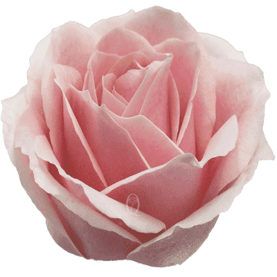Flower Image