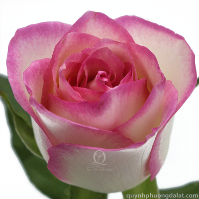 Flower Image