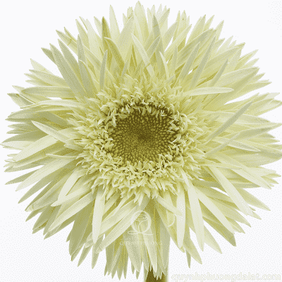 Flower Image
