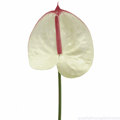 Flower Image
