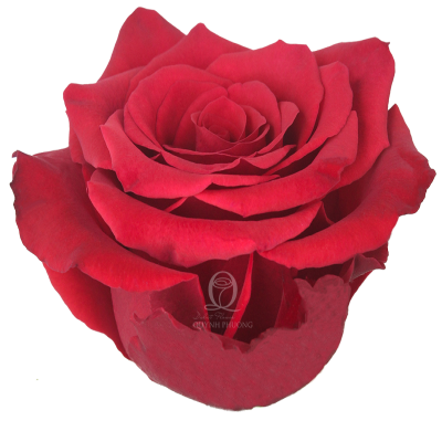 Flower Image