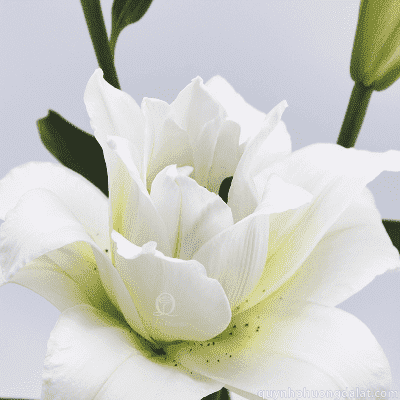 Flower Image