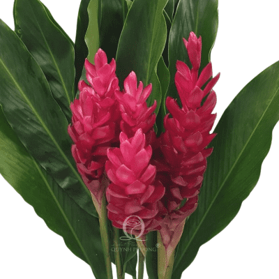 Ginger Flower