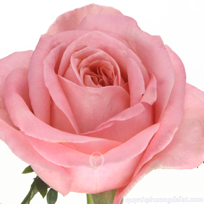 Flower Image