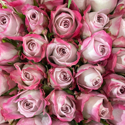 Flower Image