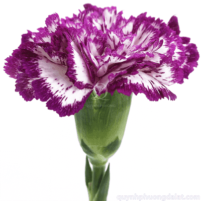 Standard Carnation