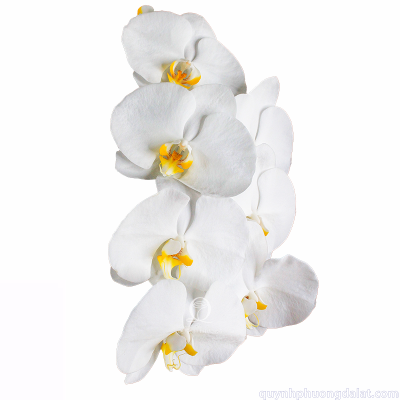 Phalaenopsis