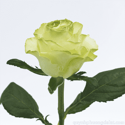 Green Lemonade