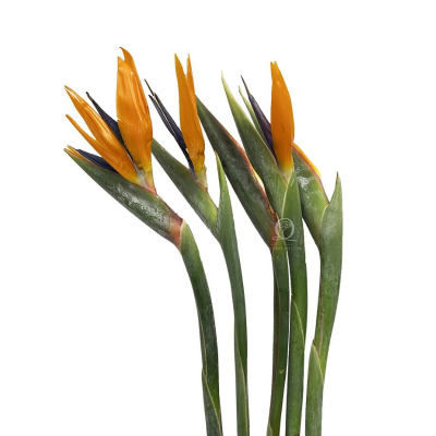 Bird of Paradise