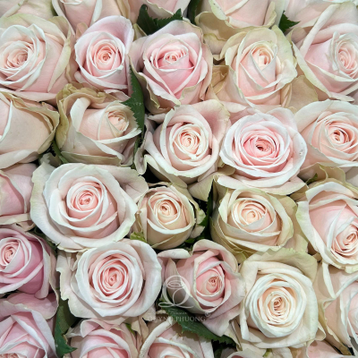 Flower Image