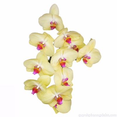 Flower Image