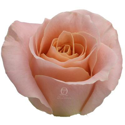 Flower Image