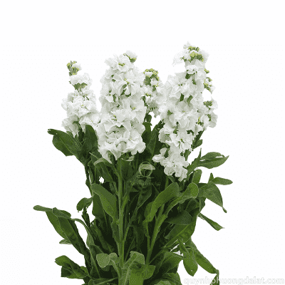 Flower Image