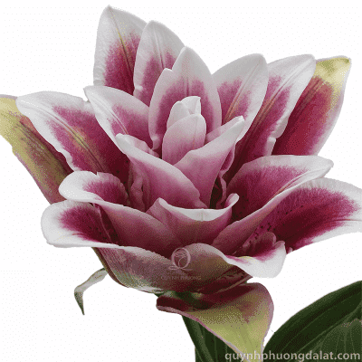 Rose Pink Lily