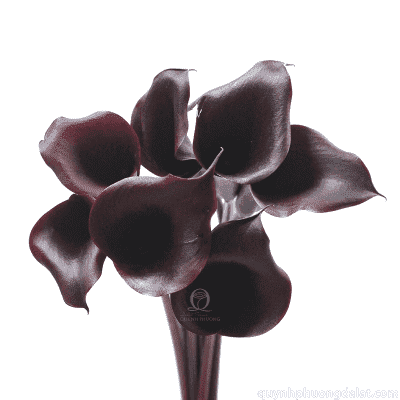 Flower Image