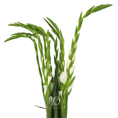 Gladiolus White