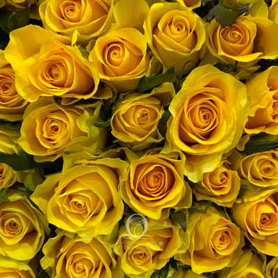 Flower Image