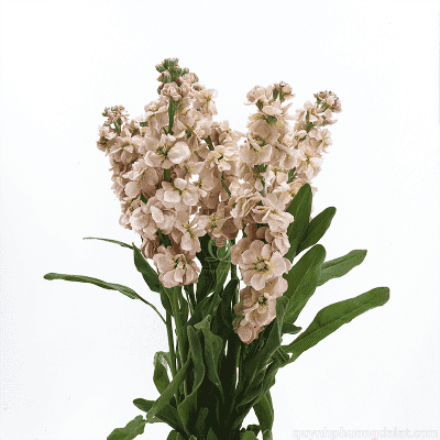 Flower Image