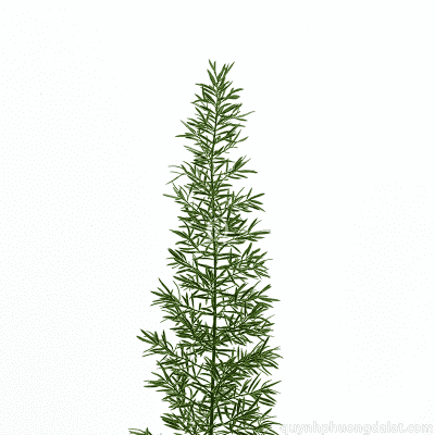 Fox tail fern