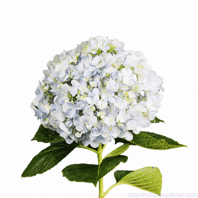 Standard Hydrangea