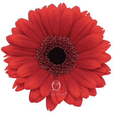 Flower Image