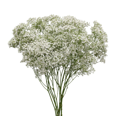 Da Lat Gypsophila